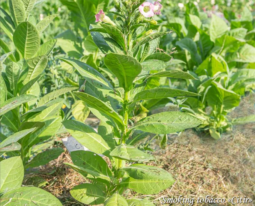 Smoking tobacco Citir Suitsutubakas, Курительный табак Цитир